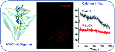 Graphical abstract: Fluoro-substituted cyanine for reliable in vivo labelling of amyloid-β oligomers and neuroprotection against amyloid-β induced toxicity