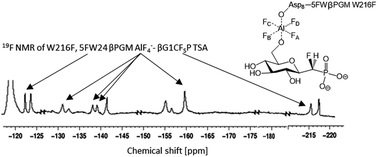 Graphical abstract: Observing enzyme ternary transition state analogue complexes by 19F NMR spectroscopy