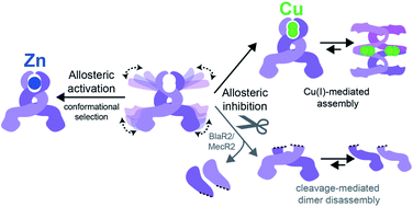 Graphical abstract: Metal-dependent allosteric activation and inhibition on the same molecular scaffold: the copper sensor CopY from Streptococcus pneumoniae