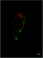 Graphical abstract: Enantioselective cellular localisation of europium(iii) coordination complexes