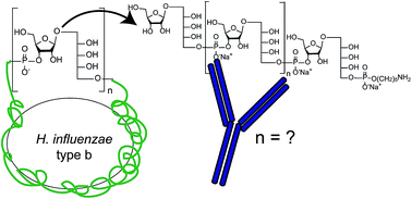 Graphical abstract: A modular synthetic route to size-defined immunogenic Haemophilus influenzae b antigens is key to the identification of an octasaccharide lead vaccine candidate