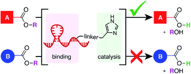 Graphical abstract: A DNA-conjugated small molecule catalyst enzyme mimic for site-selective ester hydrolysis
