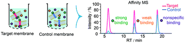 Graphical abstract: High-throughput identification of G protein-coupled receptor modulators through affinity mass spectrometry screening