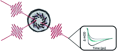 Graphical abstract: Impact of the lipid bilayer on energy transfer kinetics in the photosynthetic protein LH2