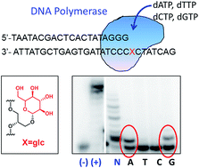 Graphical abstract: Glucose-nucleobase pairs within DNA: impact of hydrophobicity, alternative linking unit and DNA polymerase nucleotide insertion studies
