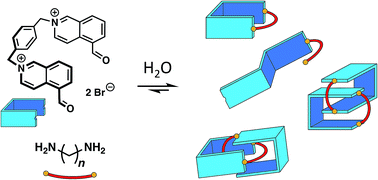 Graphical abstract: Imine-based [2]catenanes in water