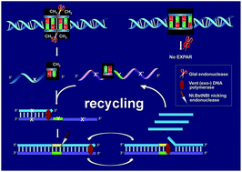 Graphical abstract: A novel restriction endonuclease GlaI for rapid and highly sensitive detection of DNA methylation coupled with isothermal exponential amplification reaction