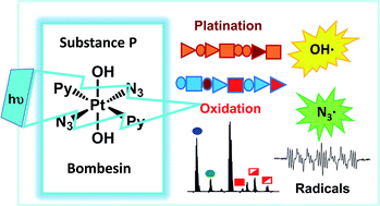 Graphical abstract: Sequence-dependent attack on peptides by photoactivated platinum anticancer complexes