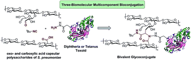 Graphical abstract: Multicomponent polysaccharide–protein bioconjugation in the development of antibacterial glycoconjugate vaccine candidates