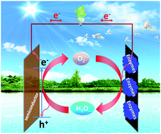 Graphical abstract: Seawater operating bio-photovoltaic cells coupling semiconductor photoanodes and enzymatic biocathodes