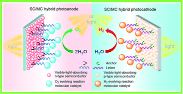 Graphical abstract: Visible-light-absorbing semiconductor/molecular catalyst hybrid photoelectrodes for H2 or O2 evolution: recent advances and challenges