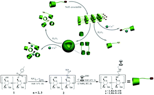 Graphical abstract: Self-assemblies of cyclodextrin derivatives modified by ferrocene with multiple stimulus responsiveness