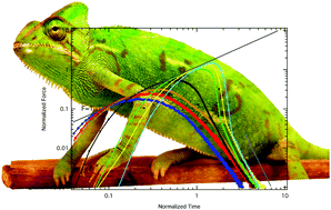 Graphical abstract: Predation with the tongue through viscous adhesion, a scaling approach