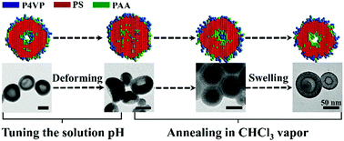 Graphical abstract: Structural transformation of vesicles formed by a polystyrene-b-poly(acrylic acid)/polystyrene-b-poly(4-vinyl pyridine) mixture: from symmetric to asymmetric membranes