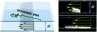 Graphical abstract: Stretching of surface-tethered polymers in pressure-driven flow under confinement