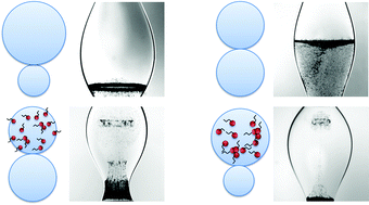 Graphical abstract: Bulk advection and interfacial flows in the binary coalescence of surfactant-laden and surfactant-free drops