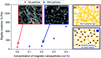Graphical abstract: Effect of particle concentration on the microstructural and macromechanical properties of biocompatible magnetic hydrogels