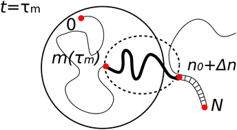 Graphical abstract: Non-Markovian dynamics of reaction coordinate in polymer folding