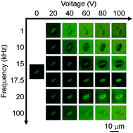 Graphical abstract: Field strength and frequency tunable, two-way rotation of liquid crystal micro-particles dispersed in a liquid crystal host