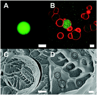 Graphical abstract: Evaluation of dextran(ethylene glycol) hydrogel films for giant unilamellar lipid vesicle production and their application for the encapsulation of polymersomes