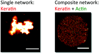 Graphical abstract: Reconstitution of composite actin and keratin networks in vesicles