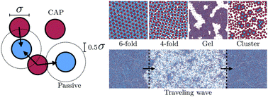 Graphical abstract: Tunable emergent structures and traveling waves in mixtures of passive and contact-triggered-active particles