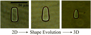 Graphical abstract: 3D shape evolution of microparticles and 3D enabled applications using non-uniform UV flow lithography (NUFL)