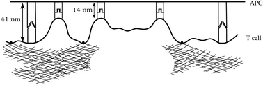 Graphical abstract: Interplay between membrane elasticity and active cytoskeleton forces regulates the aggregation dynamics of the immunological synapse