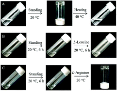 Graphical abstract: A chiral BINOL-based Gemini amphiphilic gelator and its specific discrimination of native arginine by gelation in water