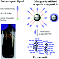 Graphical abstract: Structuralization of magnetic nanoparticles in 5CB liquid crystals