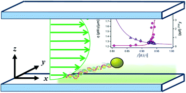 Graphical abstract: The role of near-wall drag effects in the dynamics of tethered DNA under shear flow