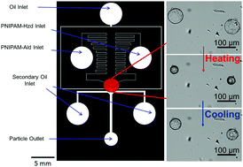 Graphical abstract: Microfluidic production of degradable thermoresponsive poly(N-isopropylacrylamide)-based microgels