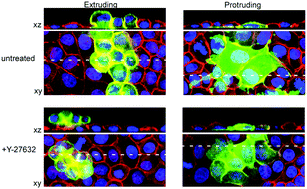 Graphical abstract: Mechanical mismatch between Ras transformed and untransformed epithelial cells