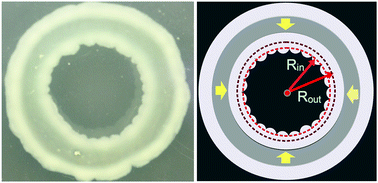 Graphical abstract: Capillary flow and mechanical buckling in a growing annular bacterial colony