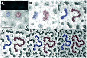 Graphical abstract: Wrinkled labyrinths in critical demixing ferrofluid