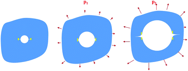 Graphical abstract: Cavitation to fracture transition in a soft solid