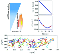 Graphical abstract: Modelling of Dictyostelium discoideum movement in a linear gradient of chemoattractant