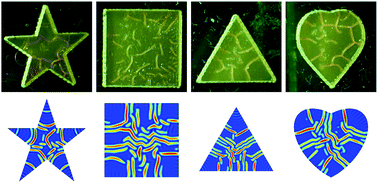 Graphical abstract: Experimental and theoretical studies on the morphogenesis of bacterial biofilms