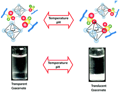 Graphical abstract: Complex coacervation of Mg(ii) phospho-polymethacrylate, a synthetic analog of sandcastle worm adhesive phosphoproteins