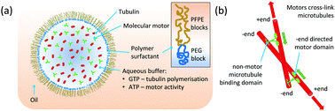 Graphical abstract: Spherical network contraction forms microtubule asters in confinement