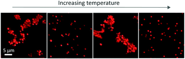 Graphical abstract: Using DNA strand displacement to control interactions in DNA-grafted colloids