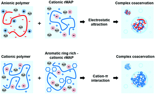 Graphical abstract: Complex coacervates based on recombinant mussel adhesive proteins: their characterization and applications