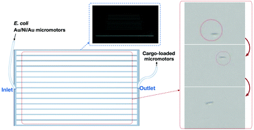 Graphical abstract: Efficient target capture and transport by fuel-free micromotors in a multichannel microchip