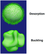 Graphical abstract: Buckling vs. particle desorption in a particle-covered drop subject to compressive surface stresses: a simulation study