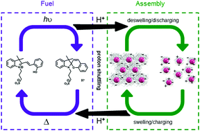 Graphical abstract: Dissipative disassembly of colloidal microgel crystals driven by a coupled cyclic reaction network