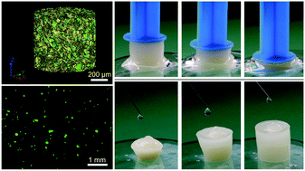 Graphical abstract: Chondrogenic potential of macroporous biodegradable cryogels based on synthetic poly(α-amino acids)