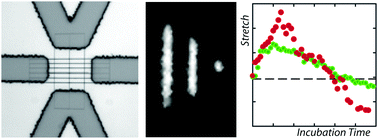 Graphical abstract: Effect of HU protein on the conformation and compaction of DNA in a nanochannel