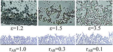 Graphical abstract: Interaction anisotropy and the KPZ to KPZQ transition in particle deposition at the edges of drying drops