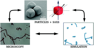 Graphical abstract: Self-organization in dipolar cube fluids constrained by competing anisotropies