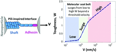 Graphical abstract: Tunable seat belt behavior in nanocomposite interfaces inspired from bacterial adhesion pili